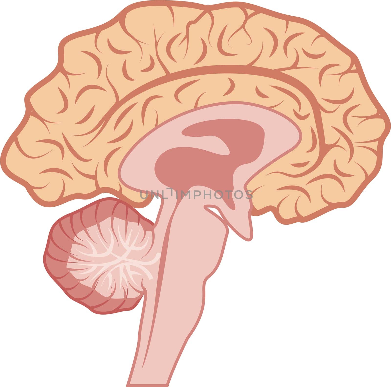 Vector illustration of human sectional brain isolated on a white background