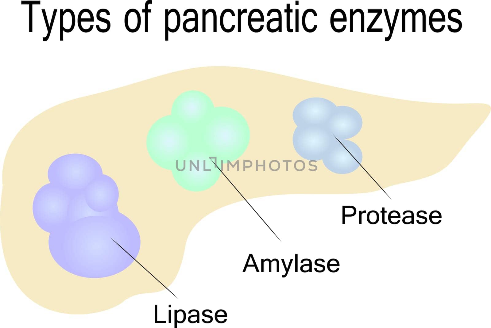 Types of pancreatic enzymes vector illustration on a white background