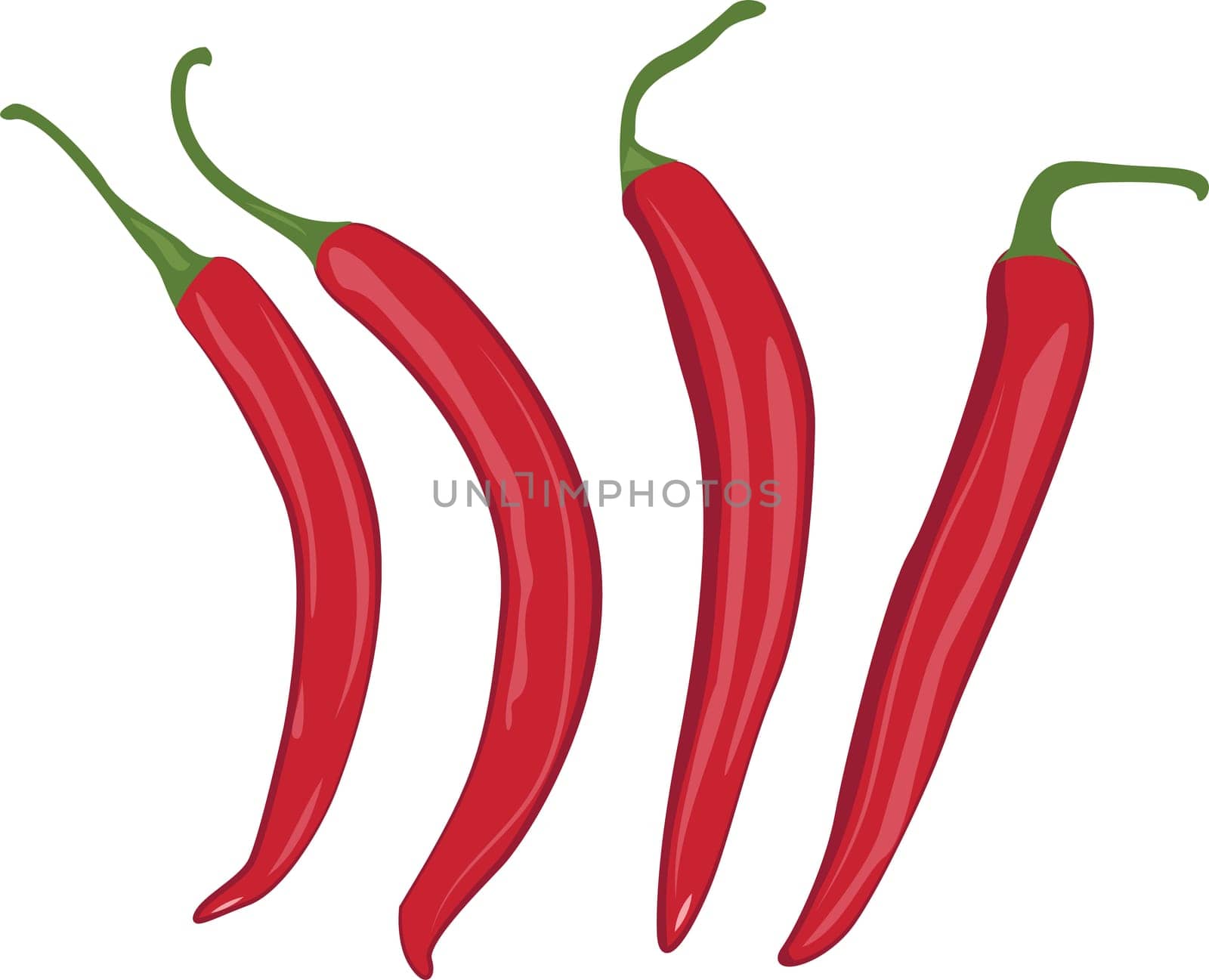 Red chilli peppers vector illustration on a white background
