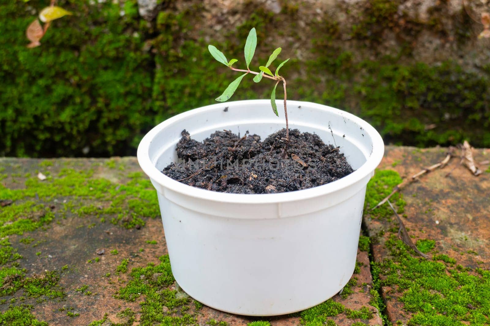 Young pomegranate plant in recycle container, stock phot