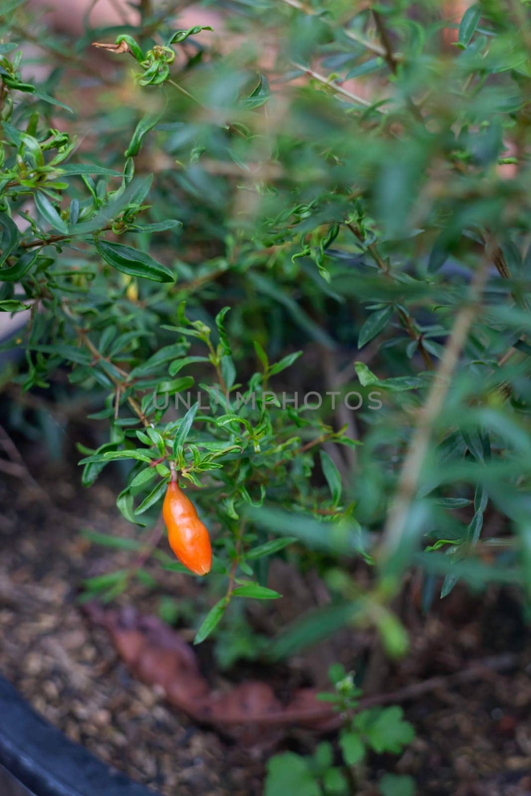 Young pomegranate plant in pot, stock phot