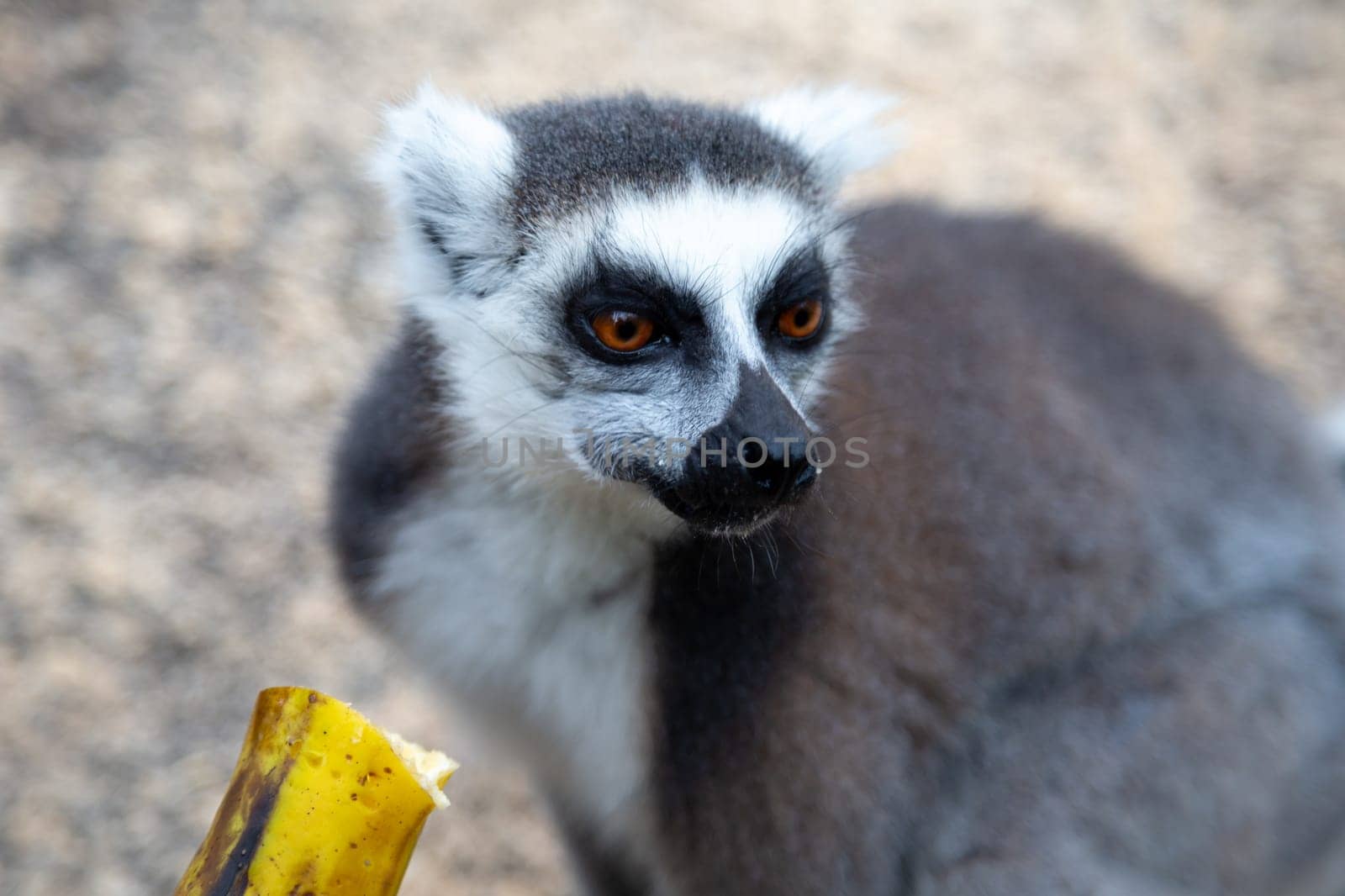 A funny ring-tailed lemurs in their natural environment