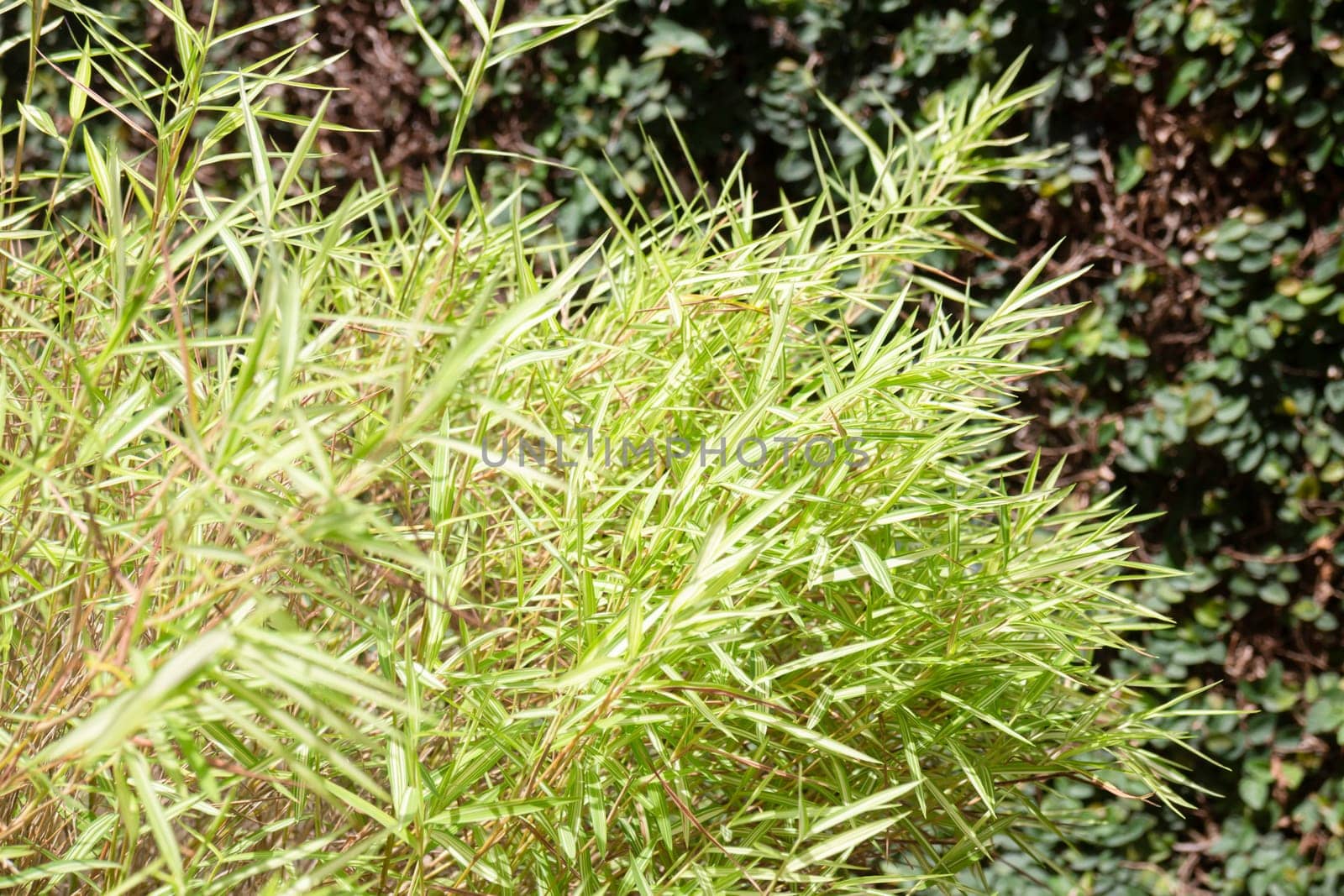 Silver bamboo leaves plant in exterior garden, stock photo