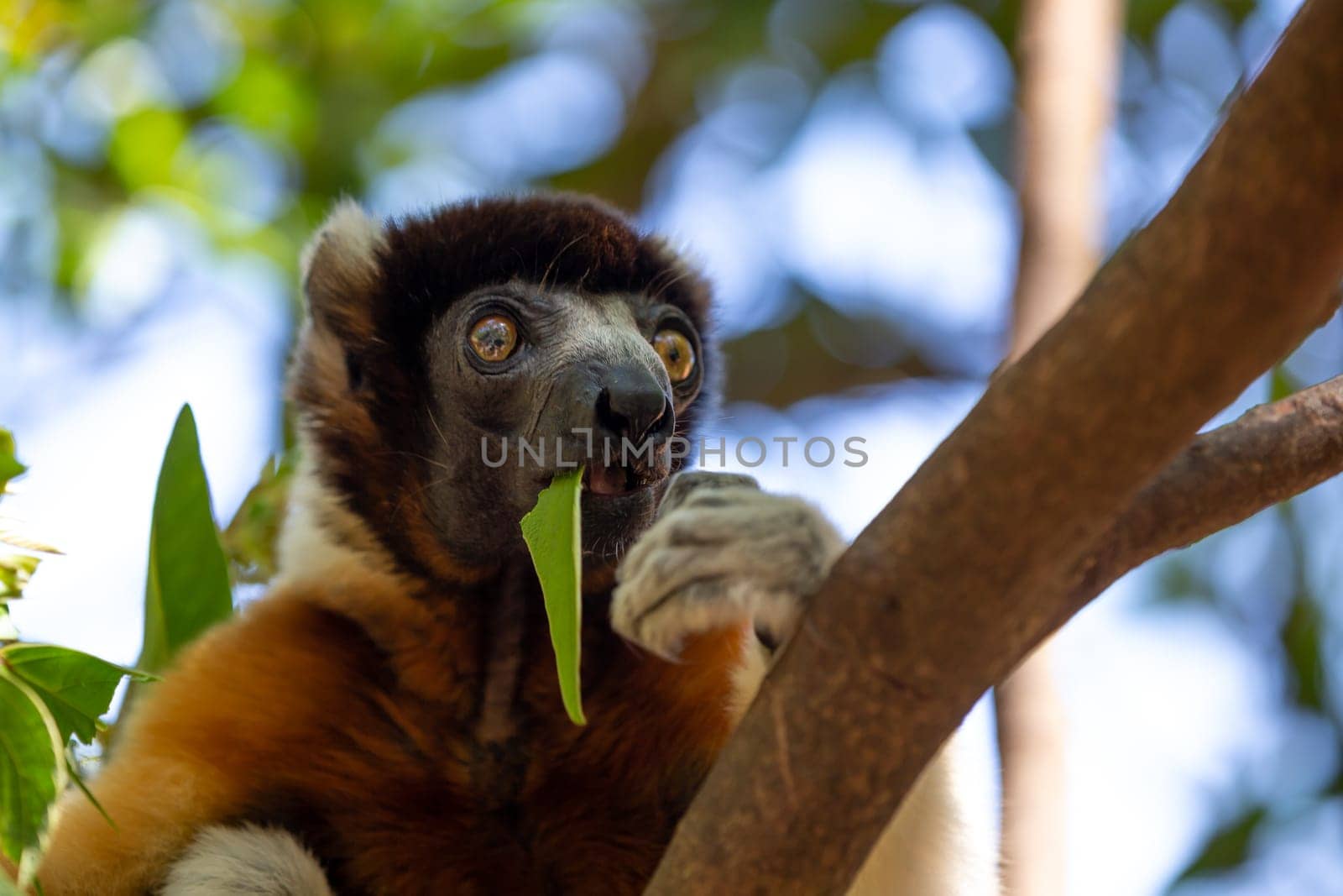 One Sifaka lemur that has made itself comfortable in the treetop