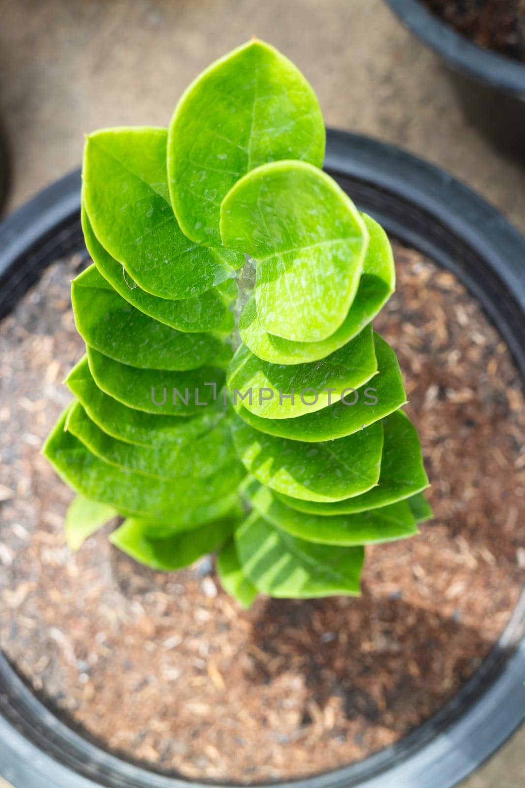 Zanzibar Gem plant in exterior garden, stock photo