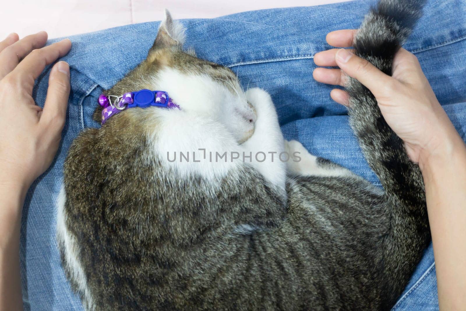 Close-up of cat sleeping on female lap, stock photo