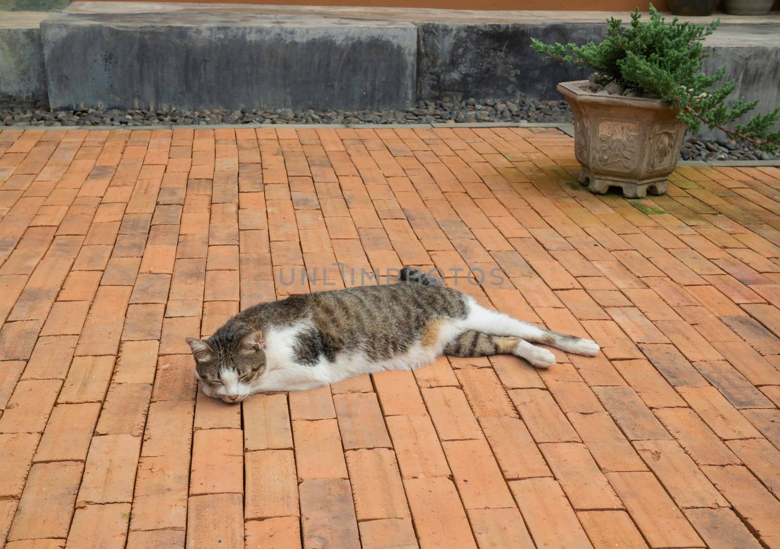 Domestic cat chilled in vintage garden, stock photo
