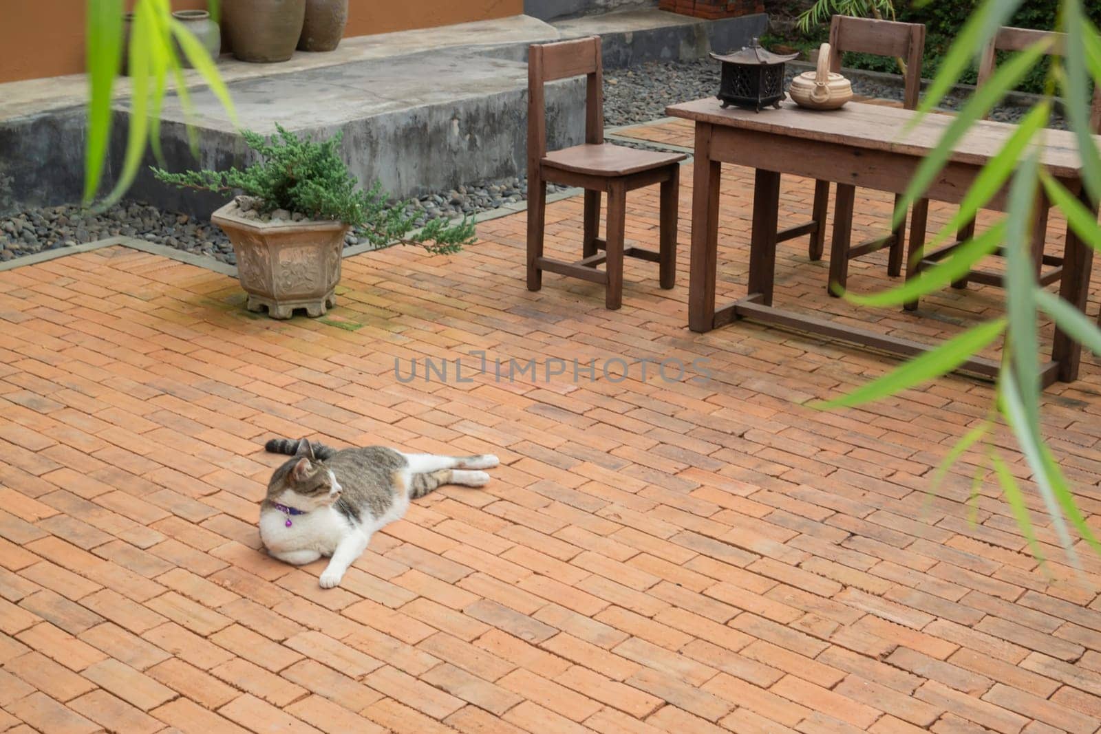 Domestic cat chilled in vintage garden, stock photo