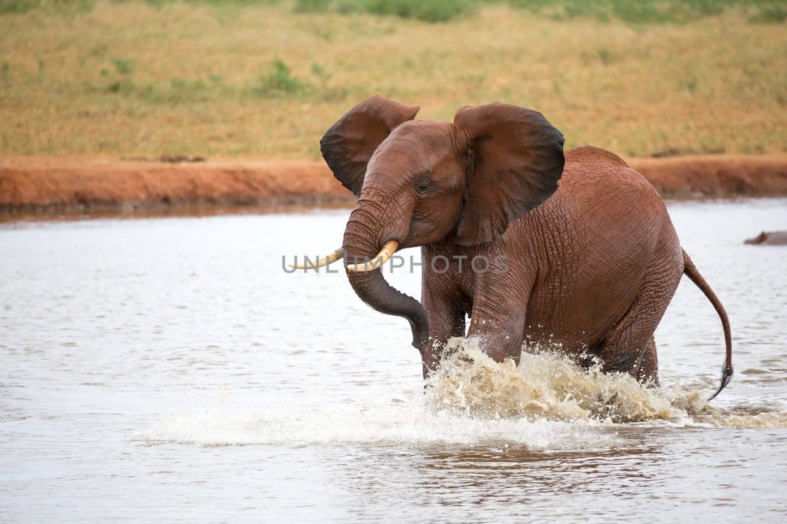 One red elephant is playing in the waterhole