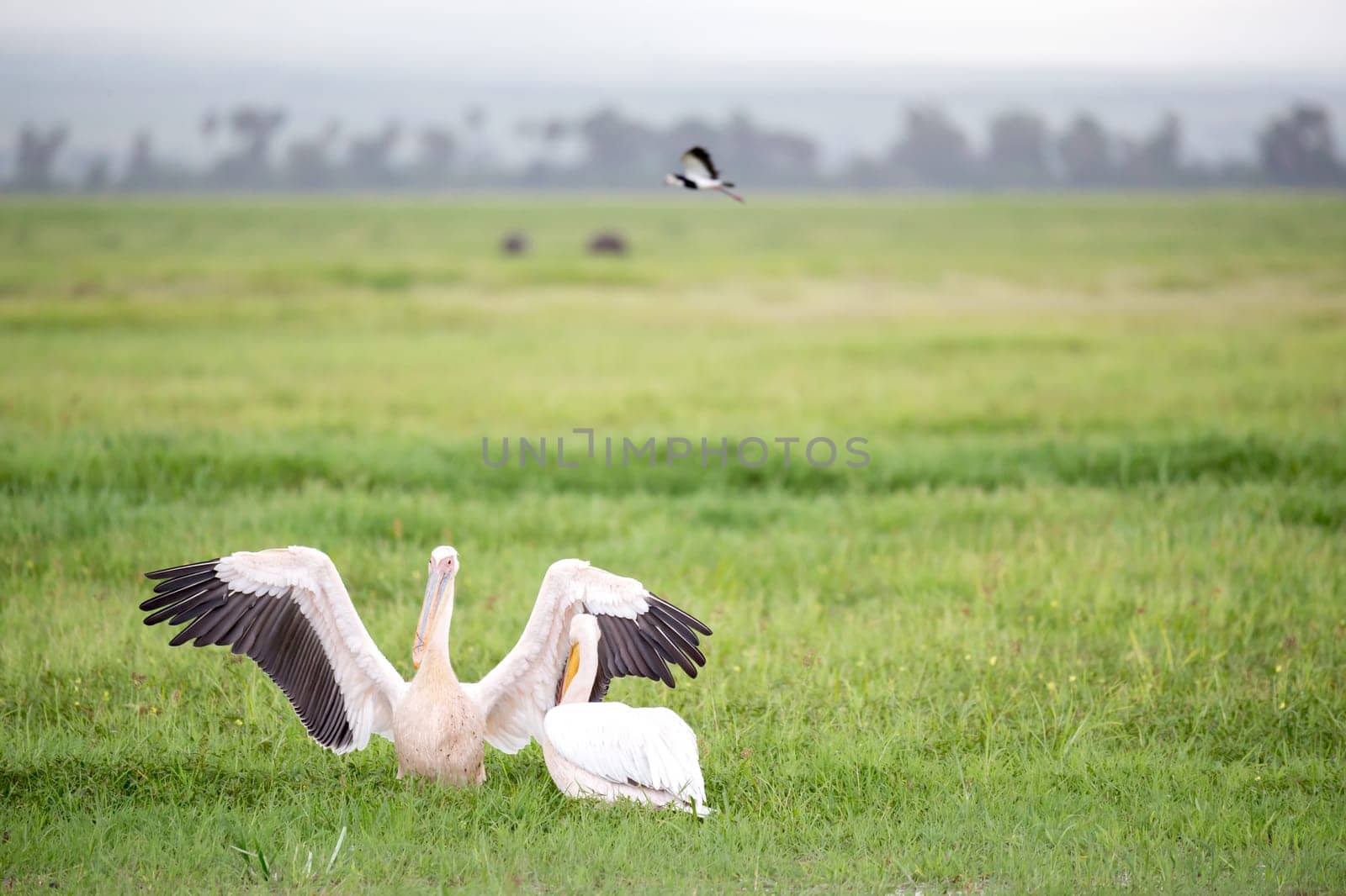 A pelican birds are standing in the green grass
