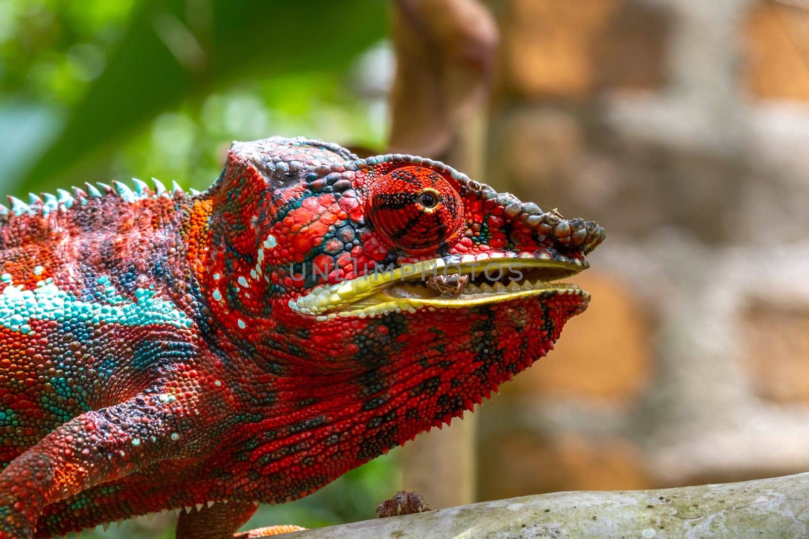 One Colorful chameleon on a branch in a national park on the island of Madagascar