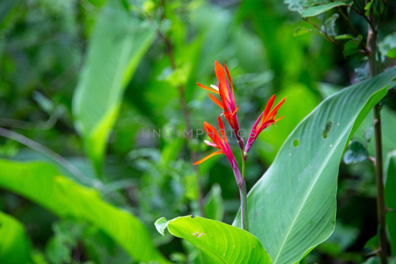 One beautiful red flower amidst green foliage and leaves