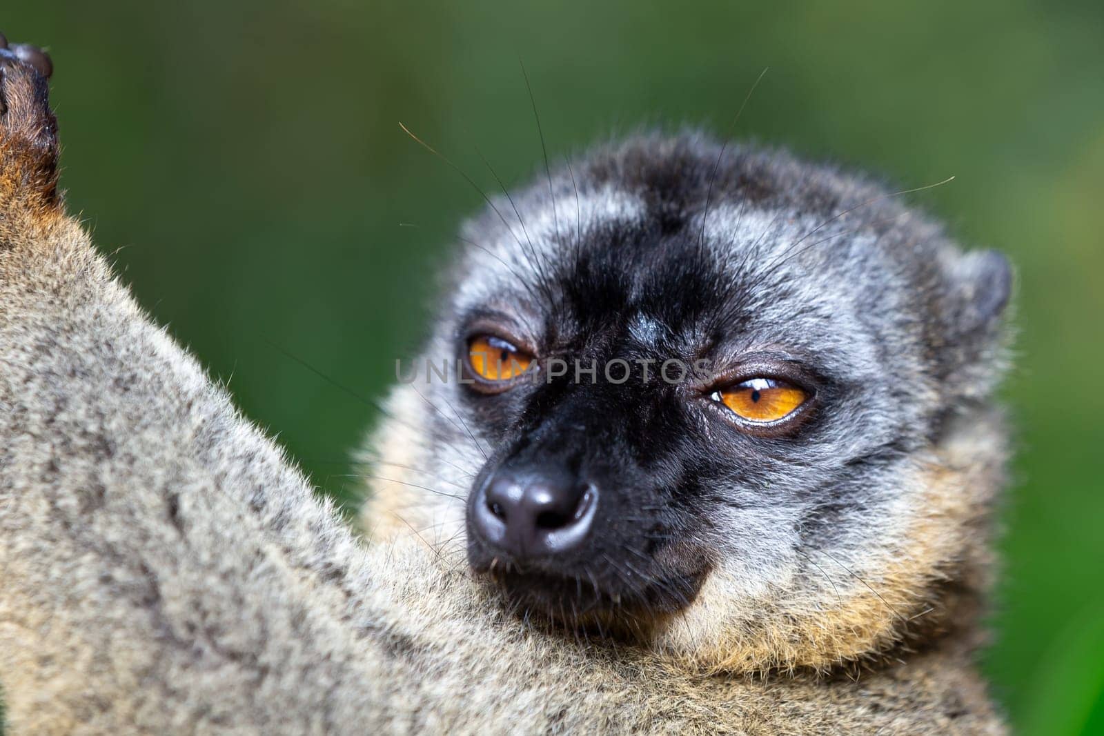 The Lemurs in a rain forest on the trees, hopping from tree to tree