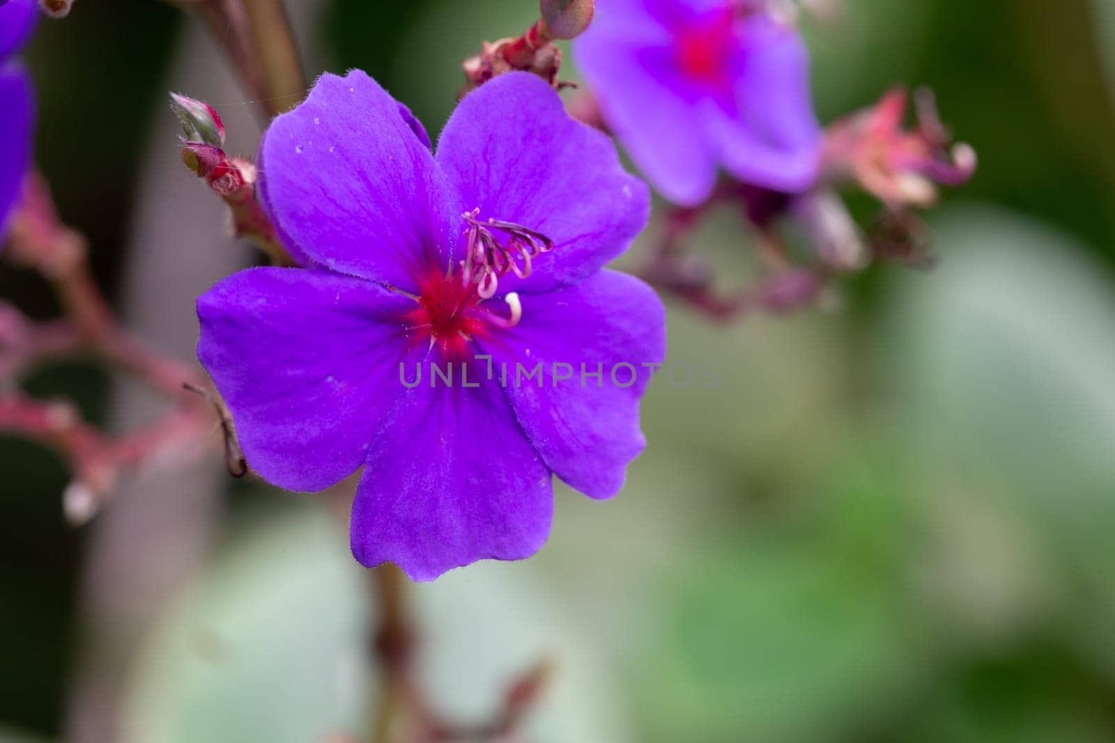 The Exotic flowers of the island of Madagascar