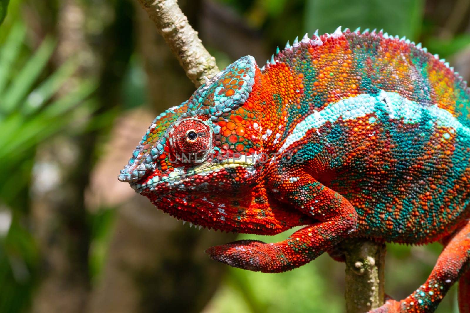 One Colorful chameleon on a branch in a national park on the island of Madagascar
