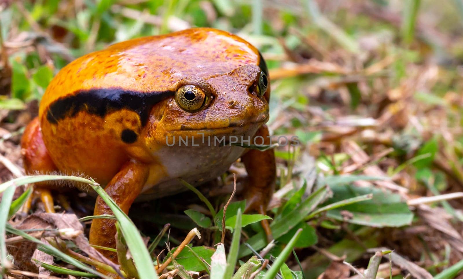 One large orange frog is sitting in the grass