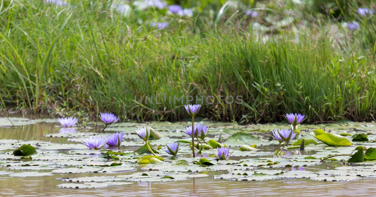 Some Beautiful purple flowers on the water of a lake