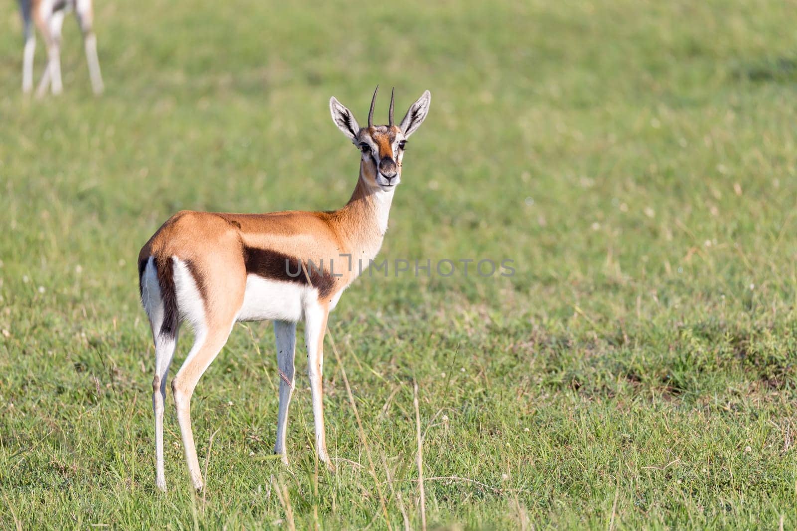 The Thomson gazelles in the middle of a grassy landscape in the Kenyan savanna