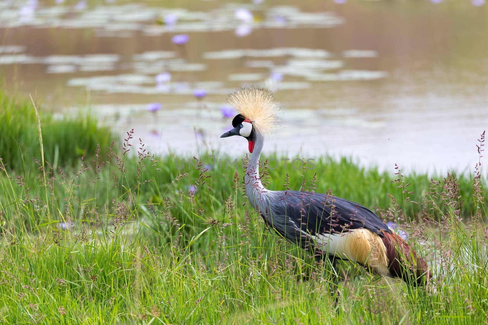 One gray-necked crowned crane stands on the bank of a river