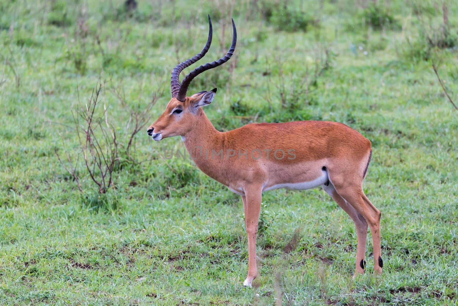 Lot of Impala antelopes in the grass landscape of the Kenyan savanna