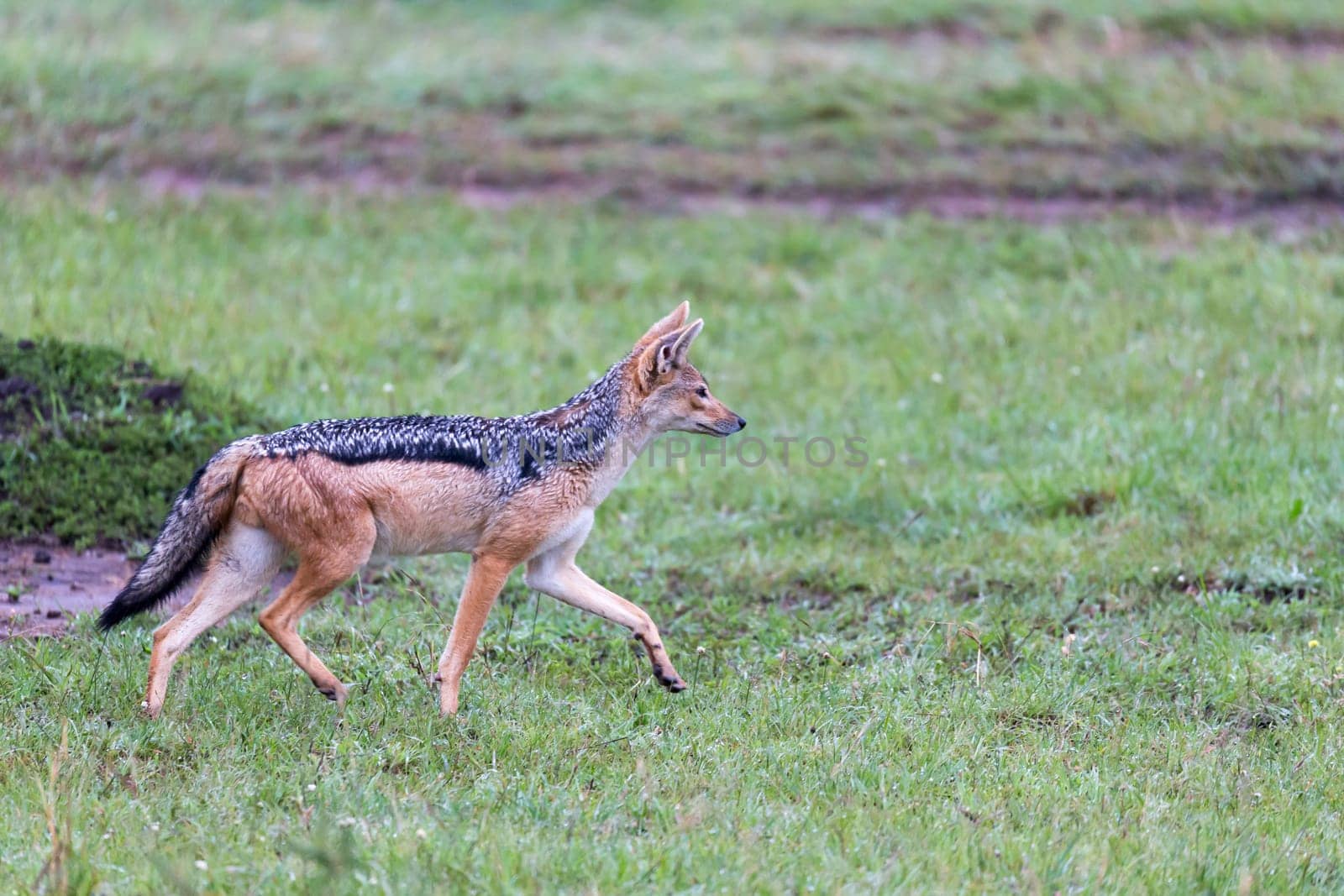 One jackal in the savannah of Kenya