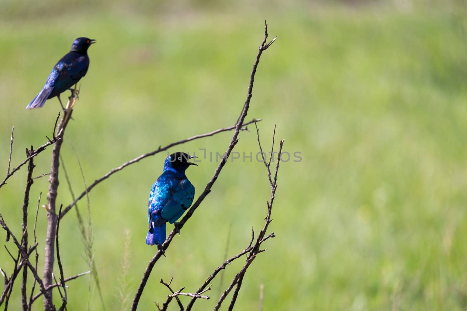 A local Kenyan birds in colorful colors sit on the branches of a tree
