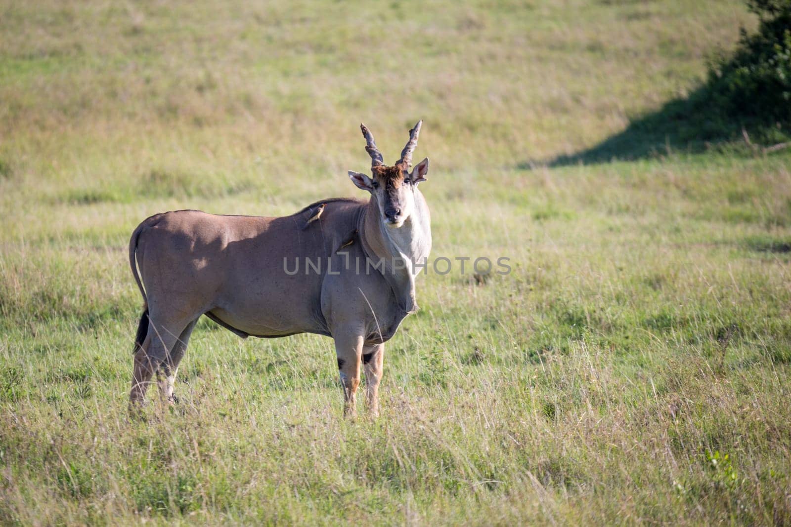 The Eland, the largest antelope, in a meadow in the Kenyan savanna