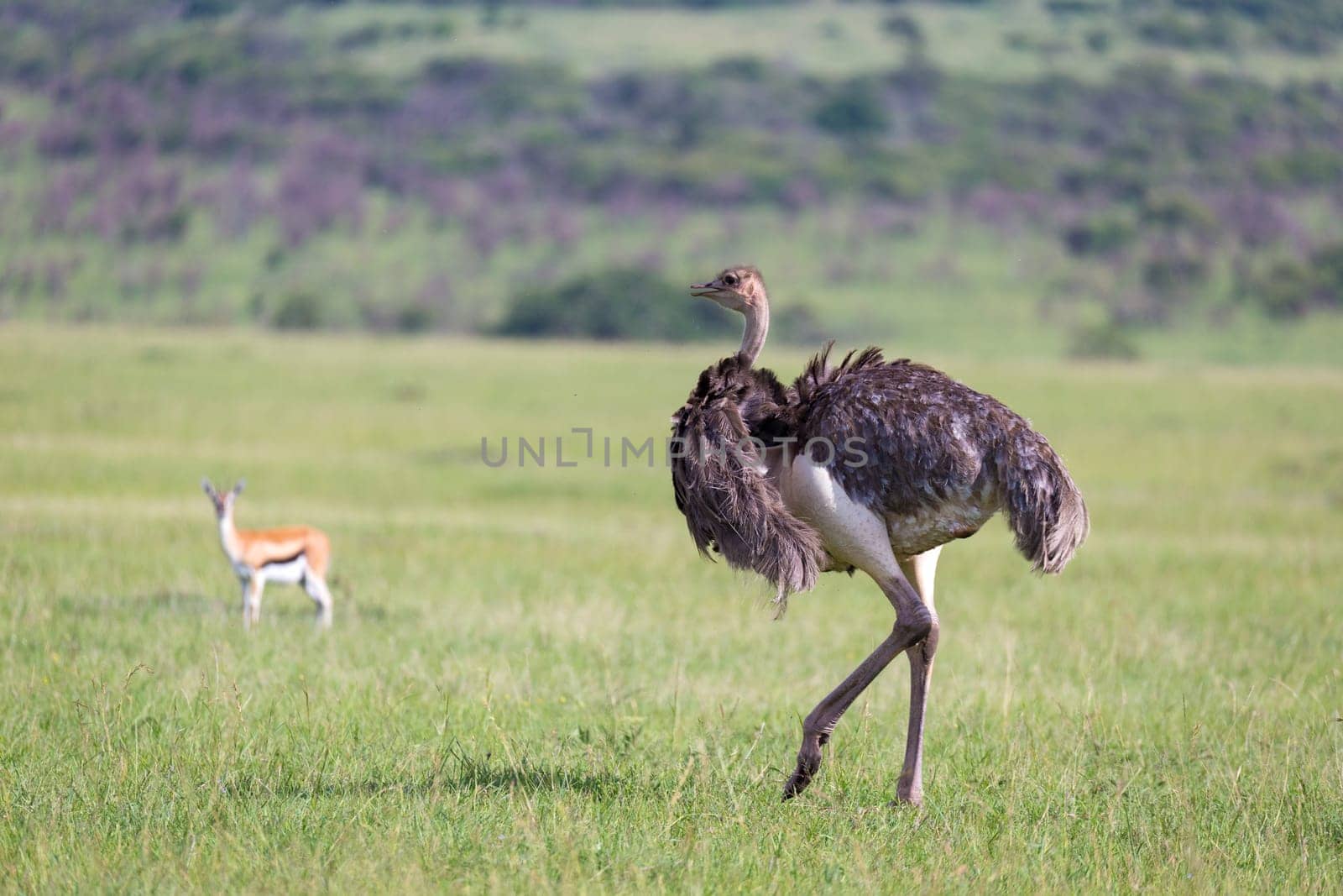 The Ostrich birds are grazing on the meadow in the countryside of Kenya
