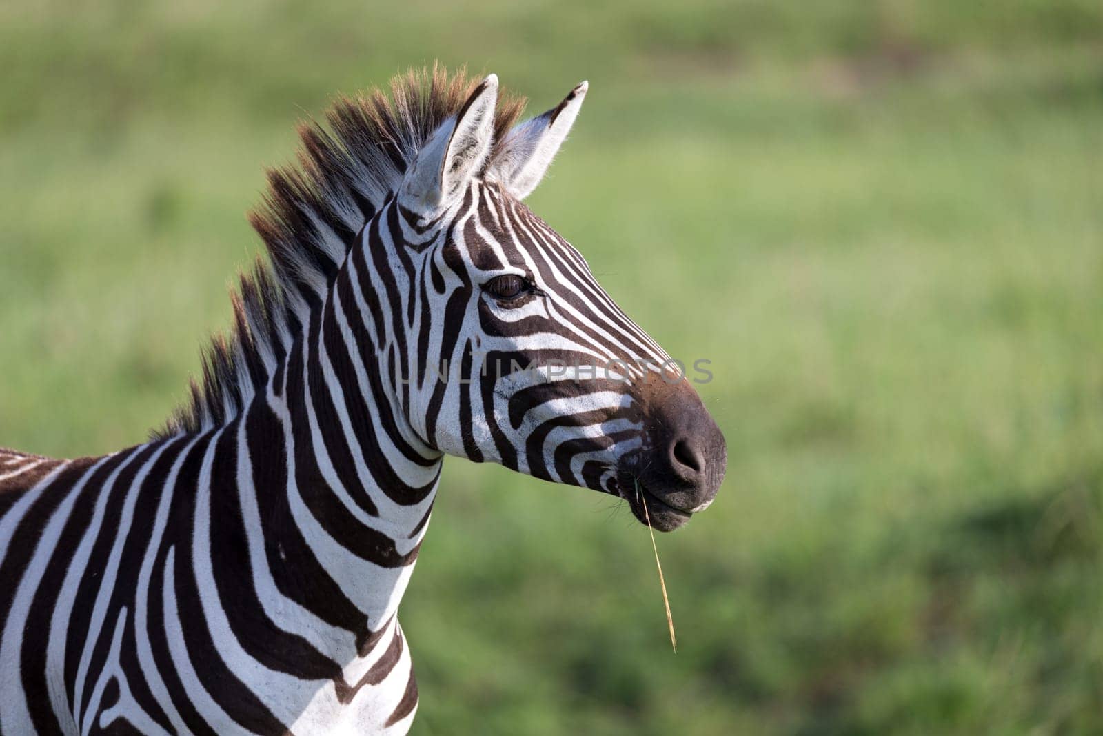 The closeup of a zebra in a national park
