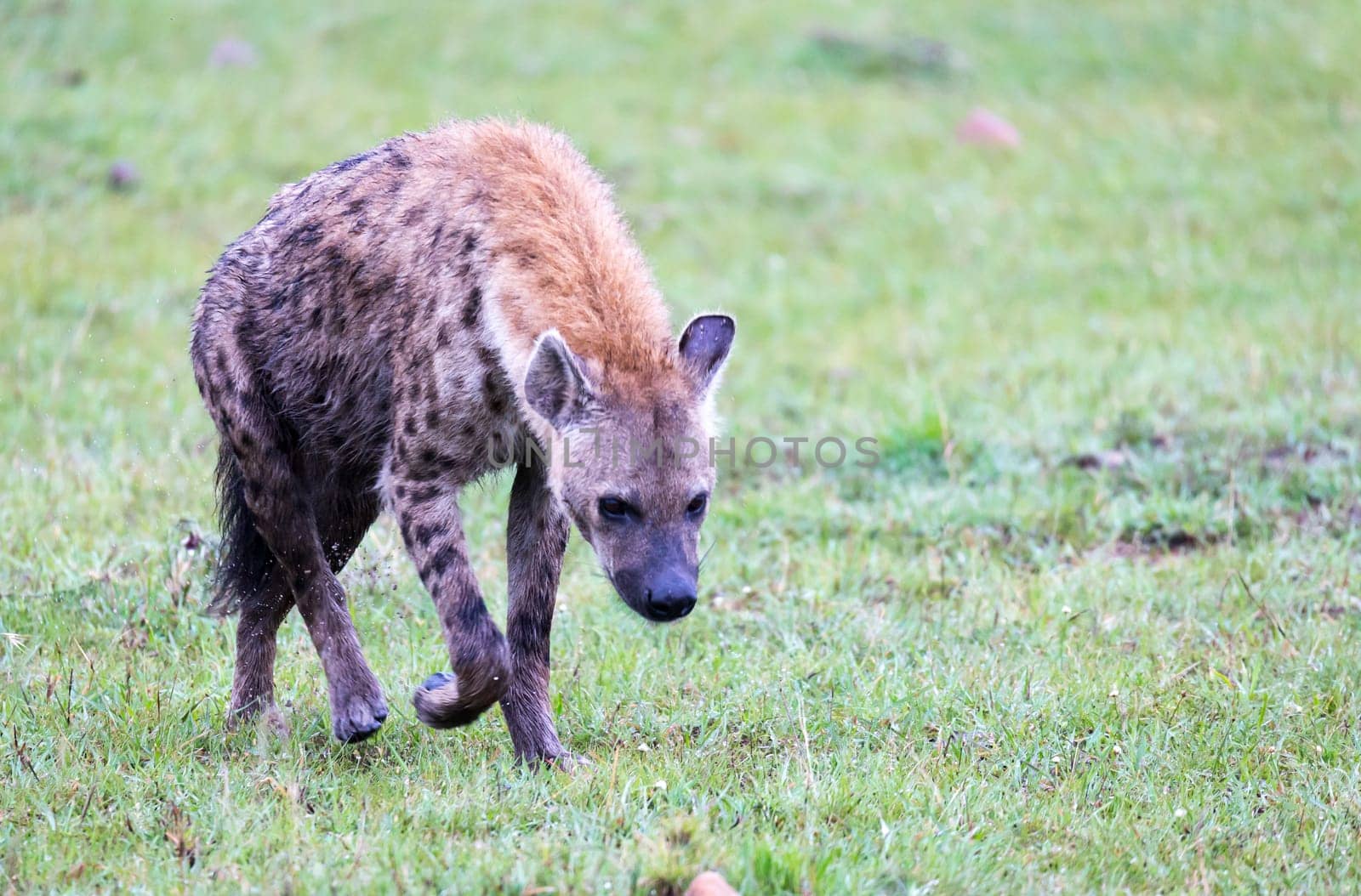 One hyena walks in the savanna in search of food