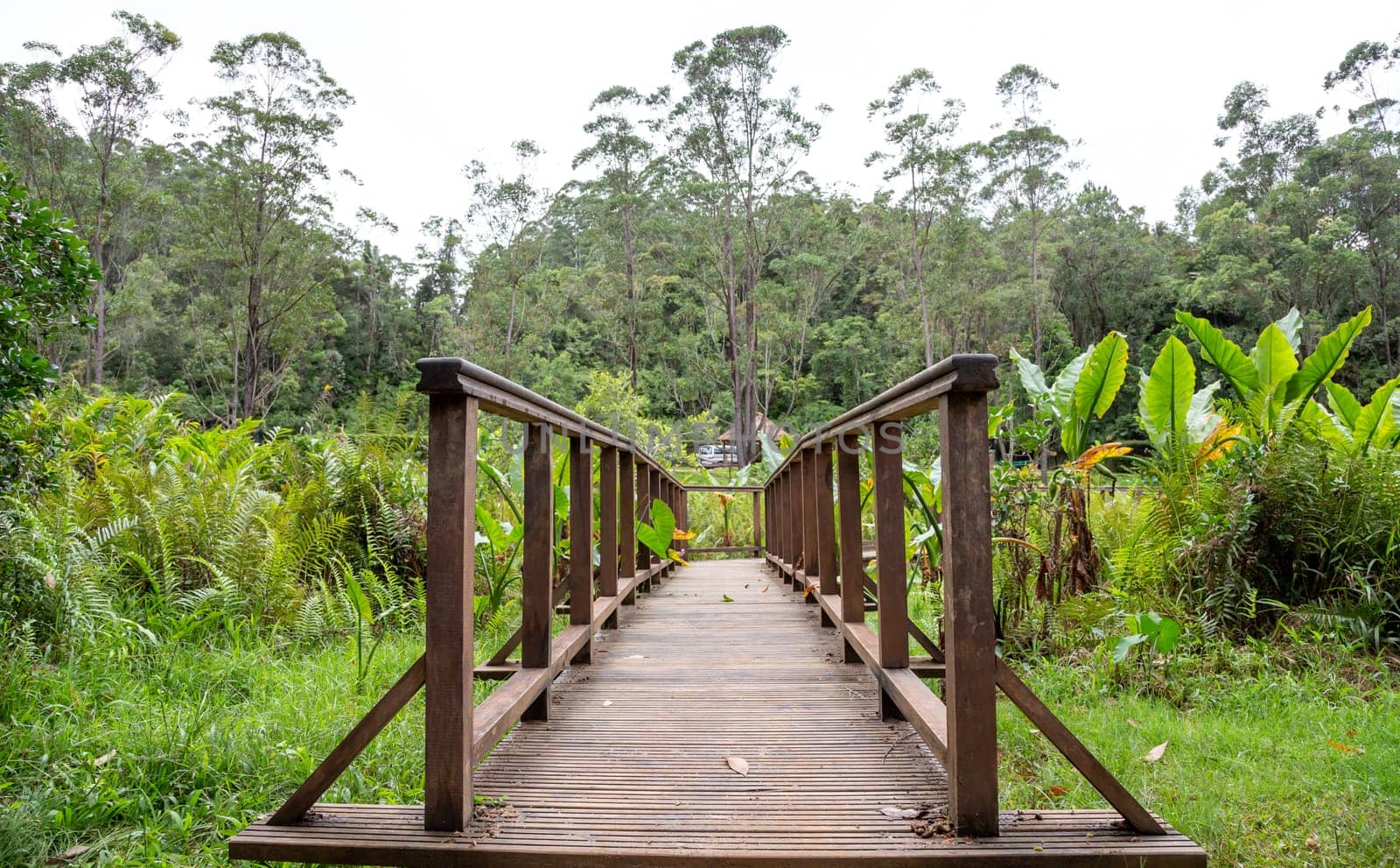 The beautiful wooden bridge in the middle of the jungle
