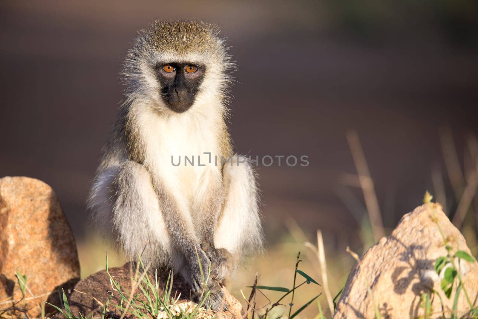 The monkey sits and looks around