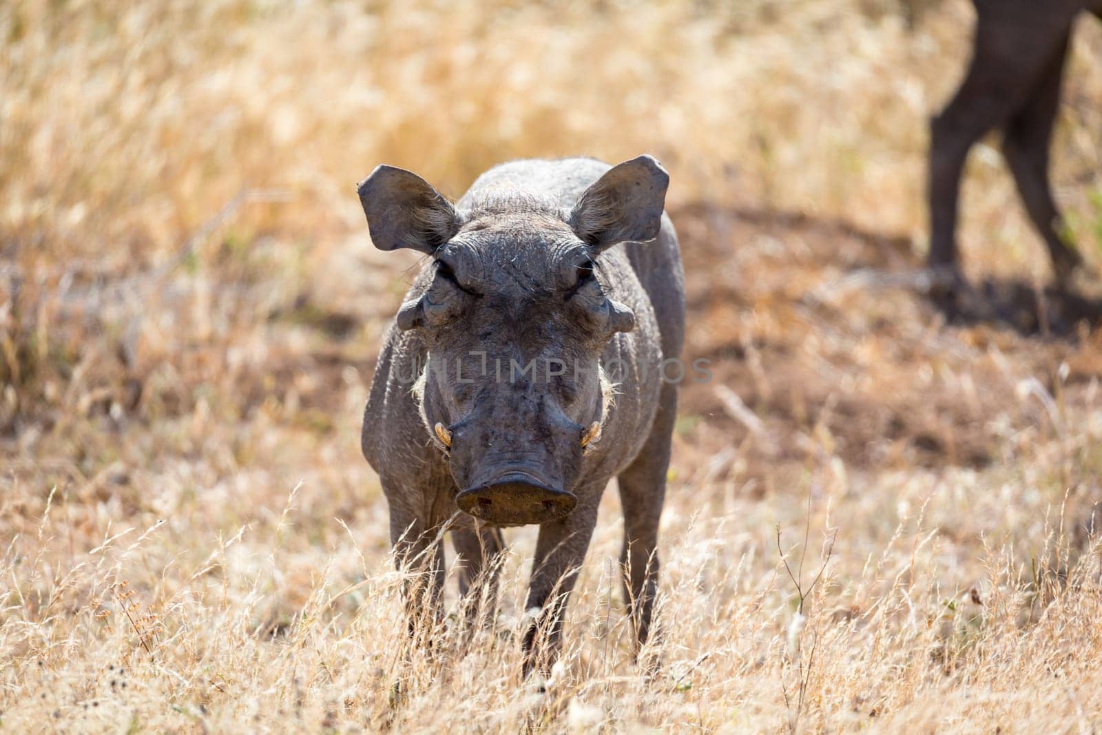The portrait of a warthog in the middle of a grass landscape