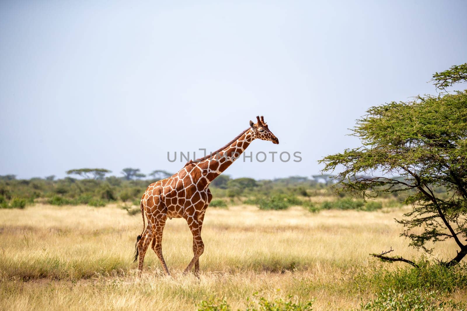 A Somalia giraffes eat the leaves of acacia trees