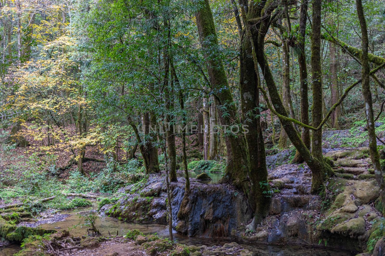 Waterfall in the forrest in the Park known as El Cielo, in the Mexican State of Tamaulipas