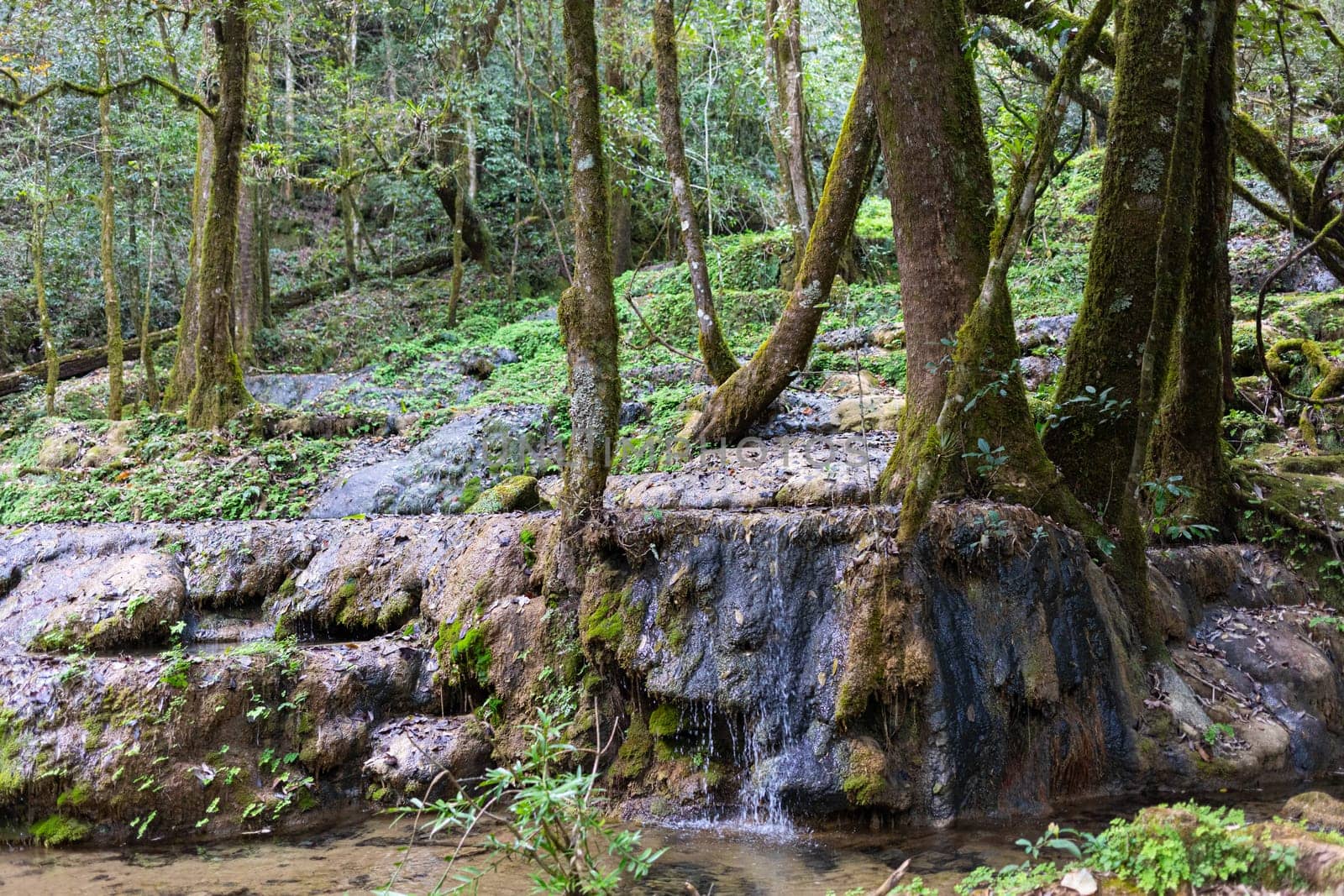 Waterfall in the forrest in the Park known as El Cielo, in the Mexican State of Tamaulipas