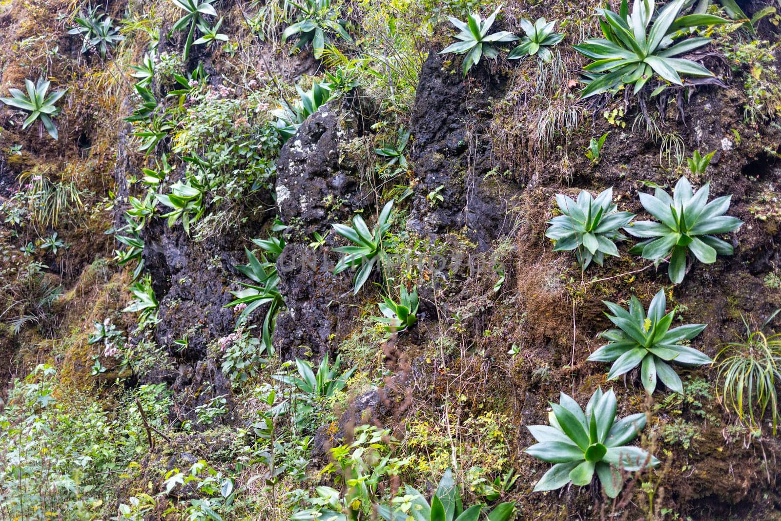 The Vegetation growing on the rocky hills of El Cielo, Tamaulipas, Mexico