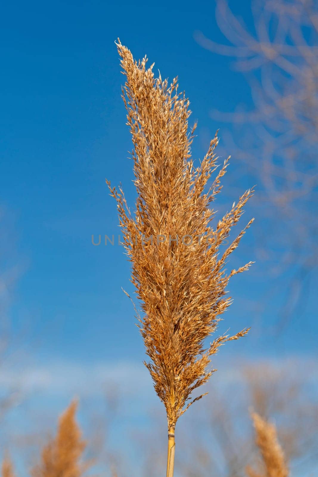 Indian Grass Seed Head in Early Spring in the Midewin National Tallgrass Prairie in Wilmington, Illinois