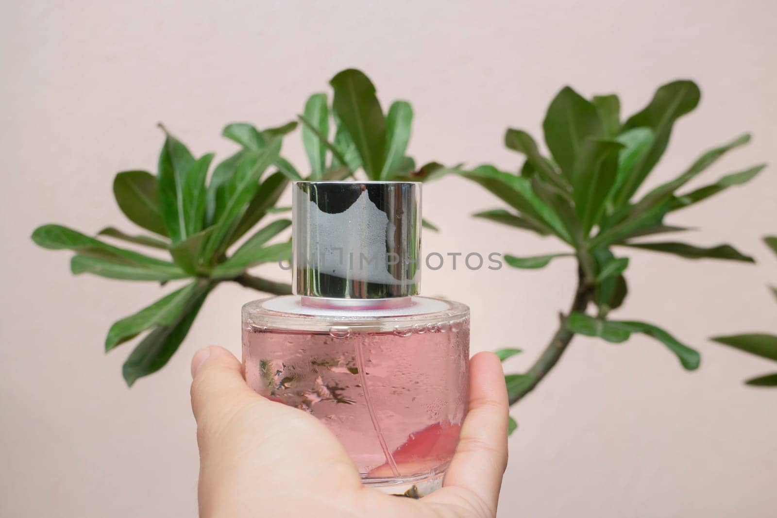 Woman hand show and hold perfume bottle, stock photo
