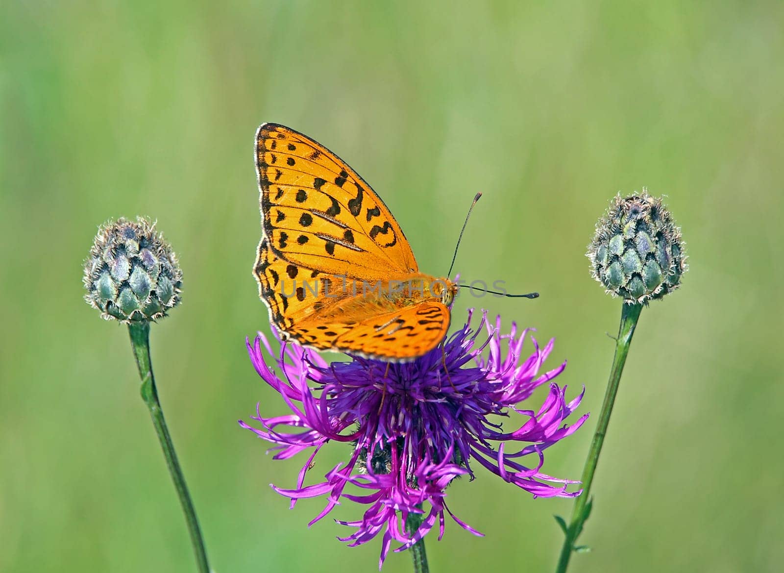 Imperial mantle or silverstroke Argynnis paphia on scabiosis Centaurea scabiosa