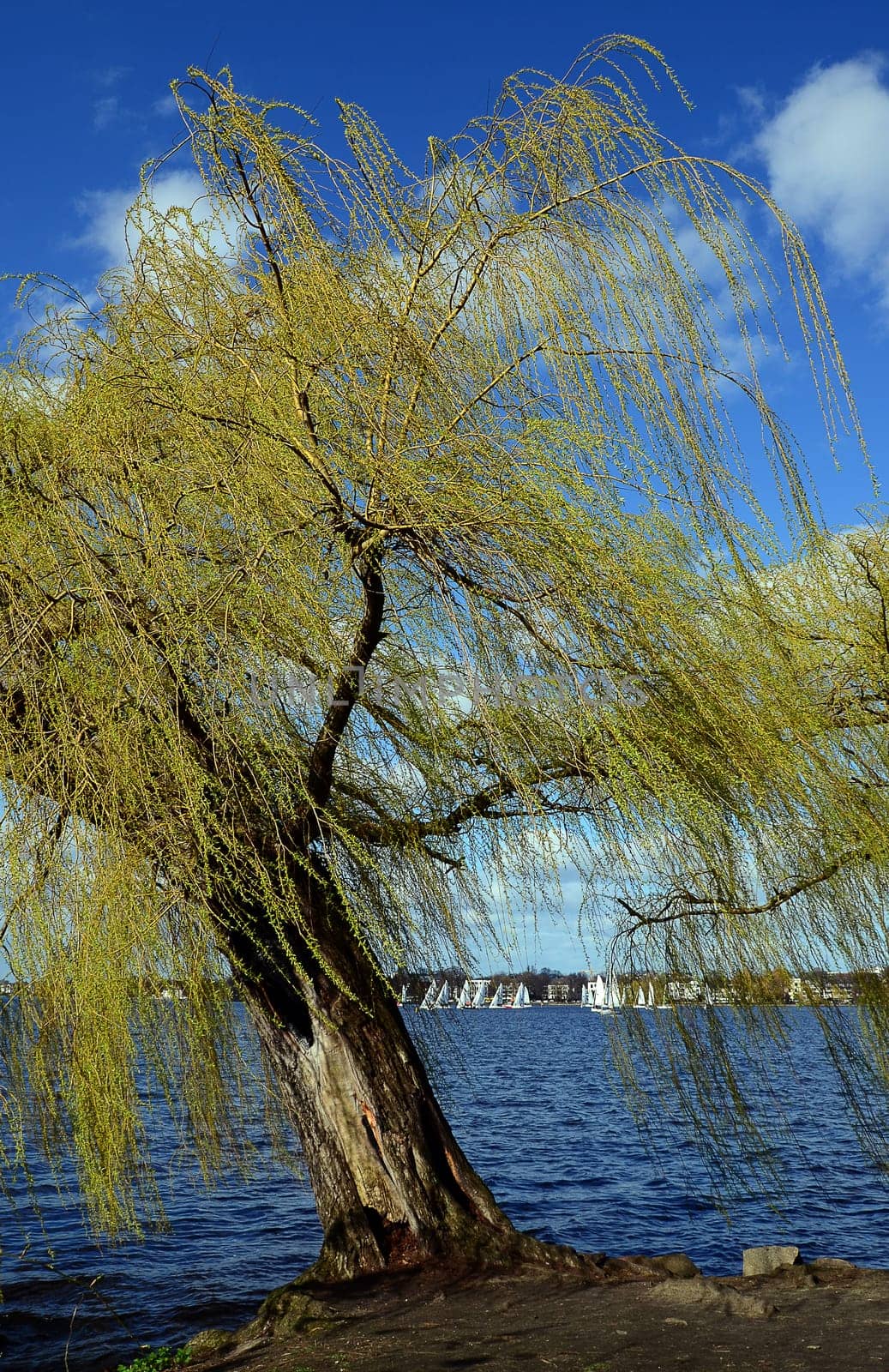 Willow