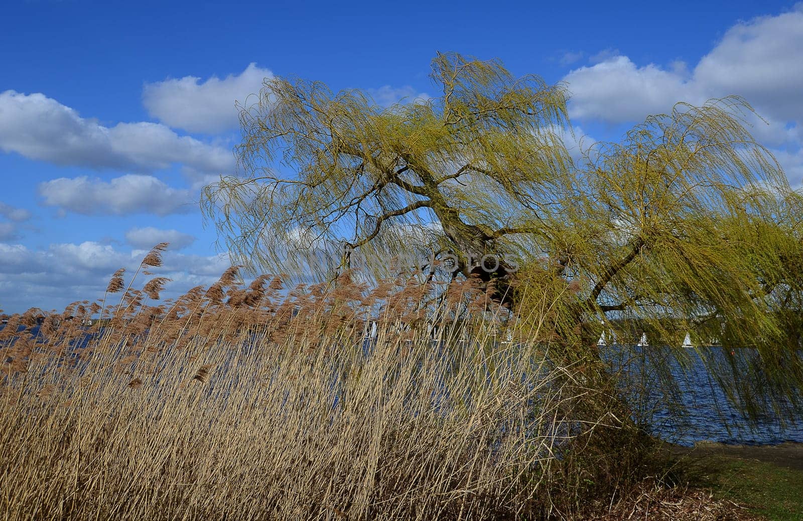 Willows