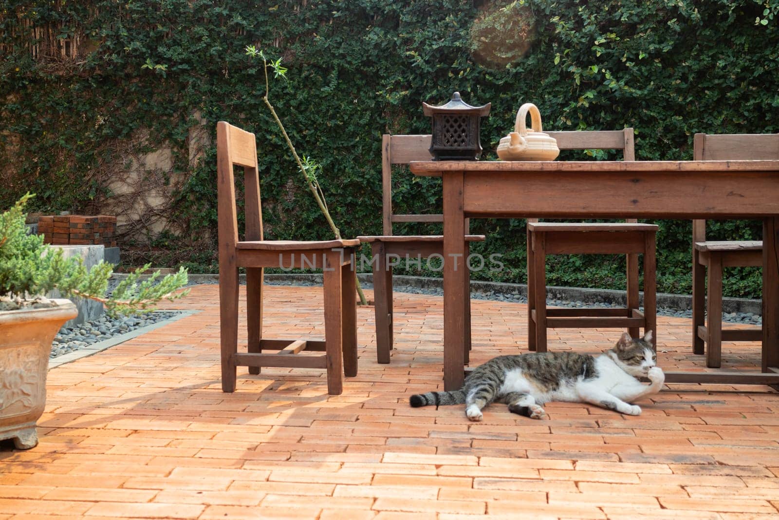 Cat chilled on brick floor background, stock photo