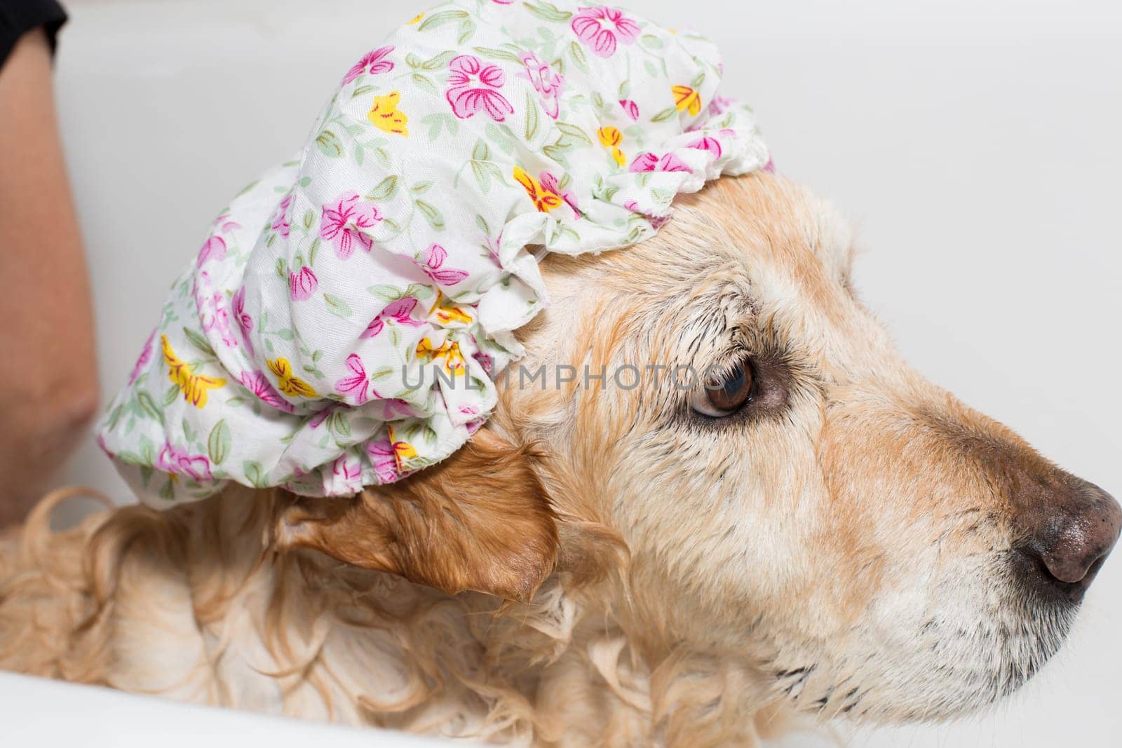 A dog taking a shower with soap and water