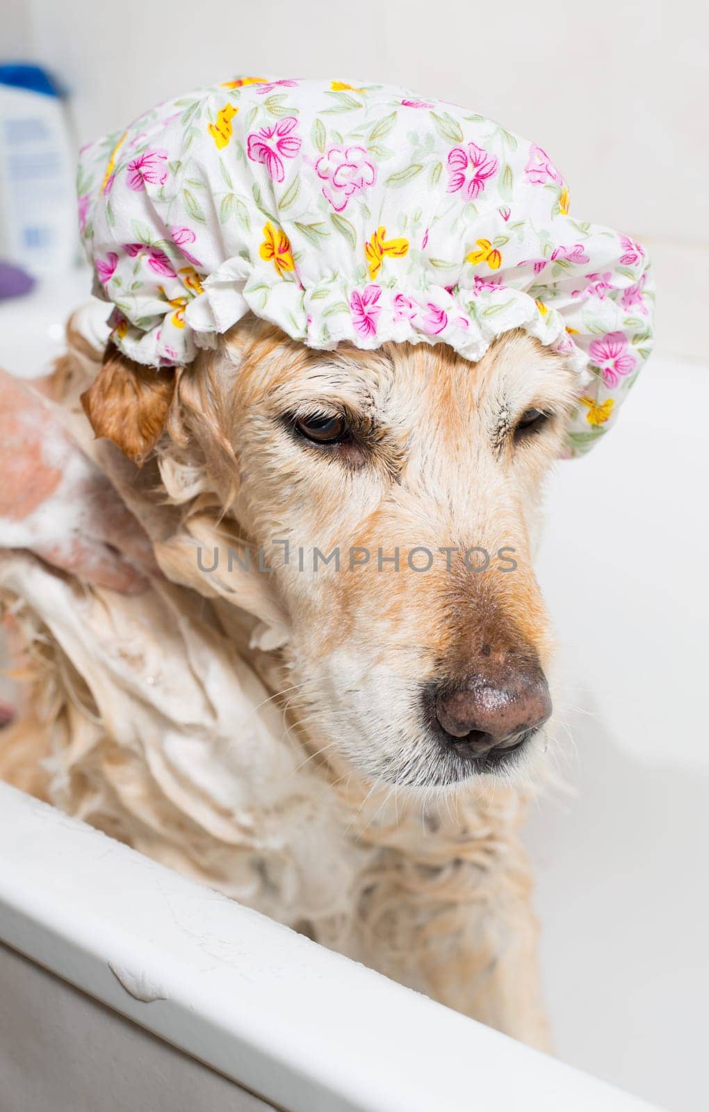 A dog taking a shower with soap and water