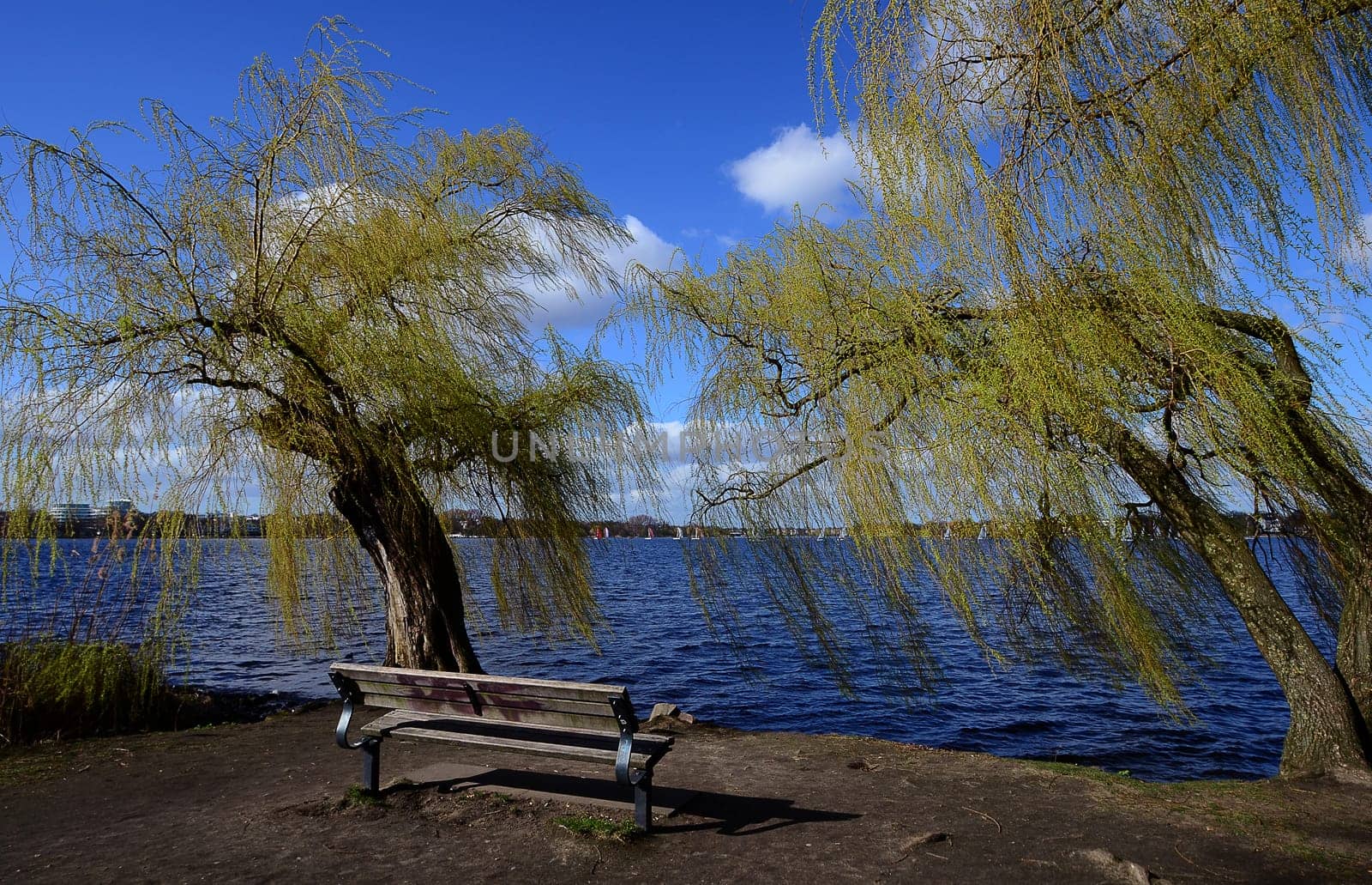 Willows