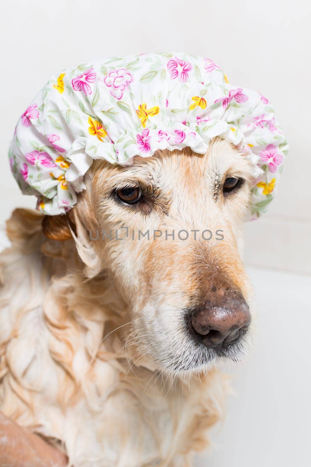 A dog taking a shower with soap and water