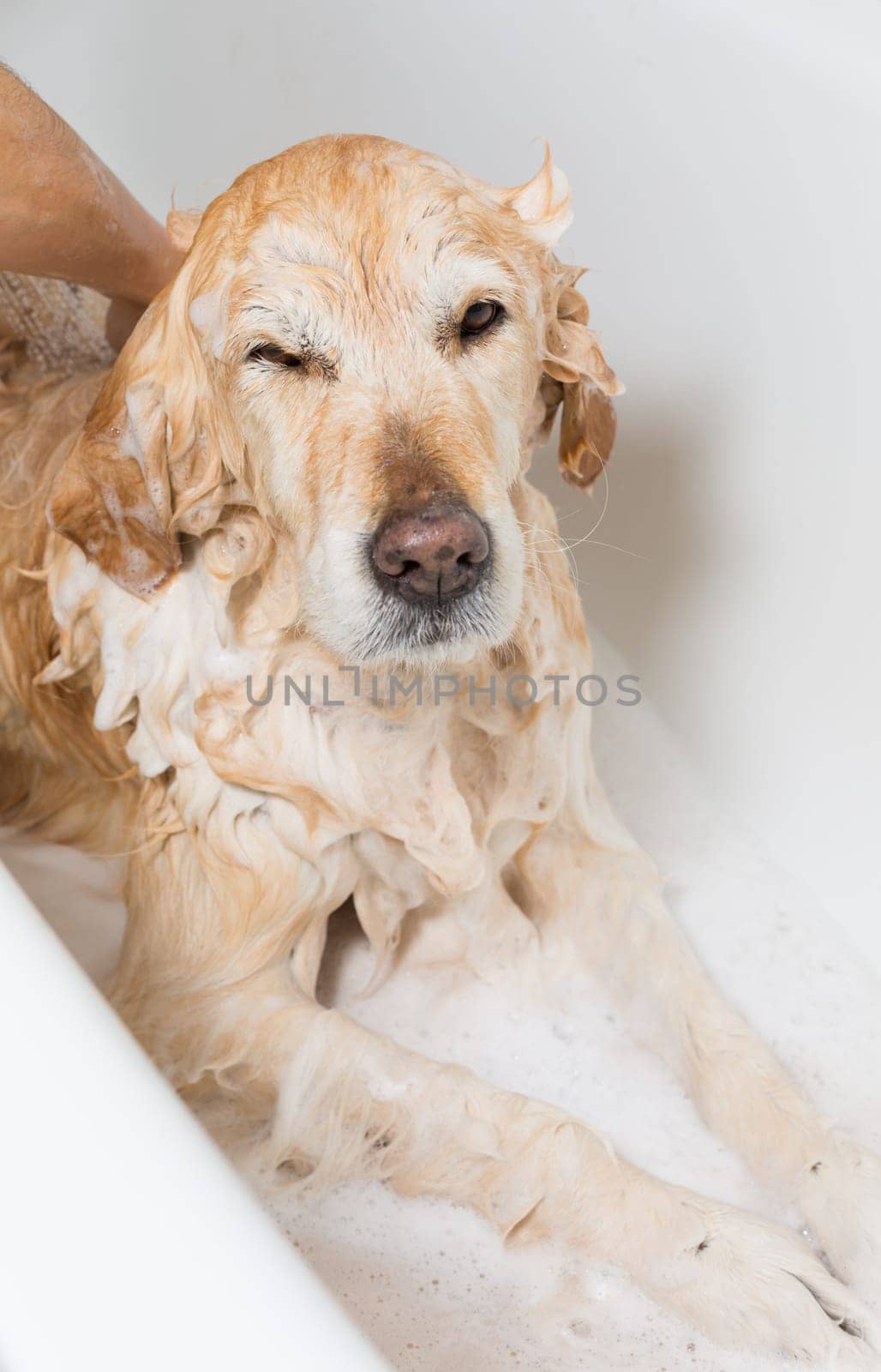 A dog taking a shower with soap and water