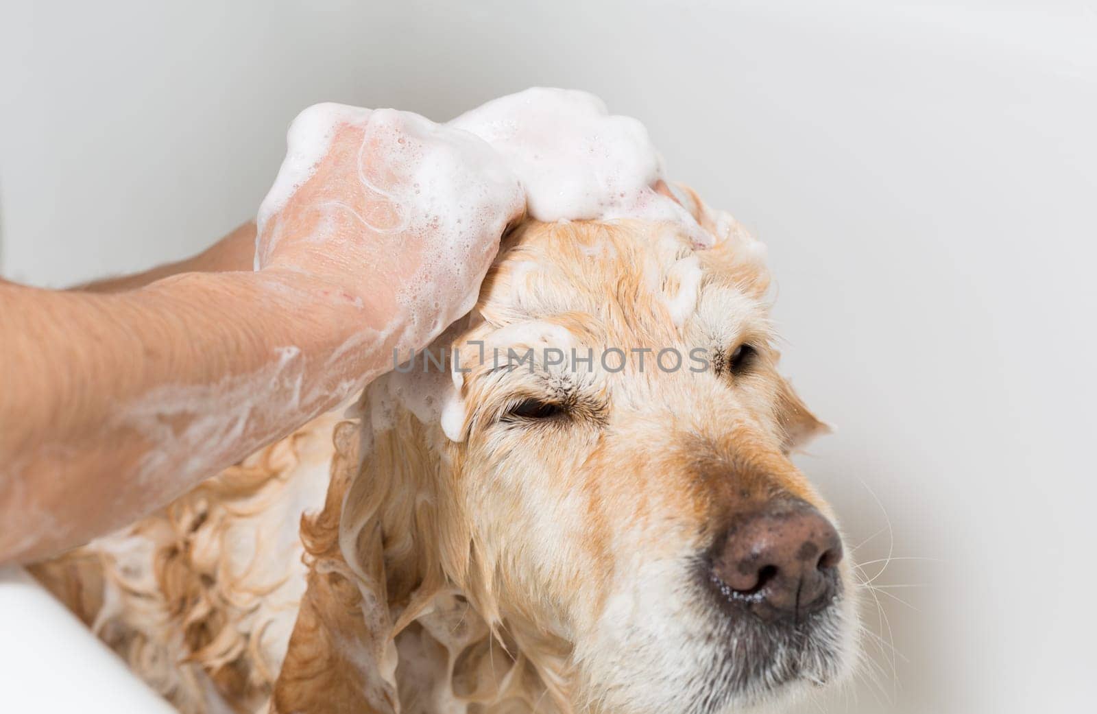 A dog taking a shower with soap and water