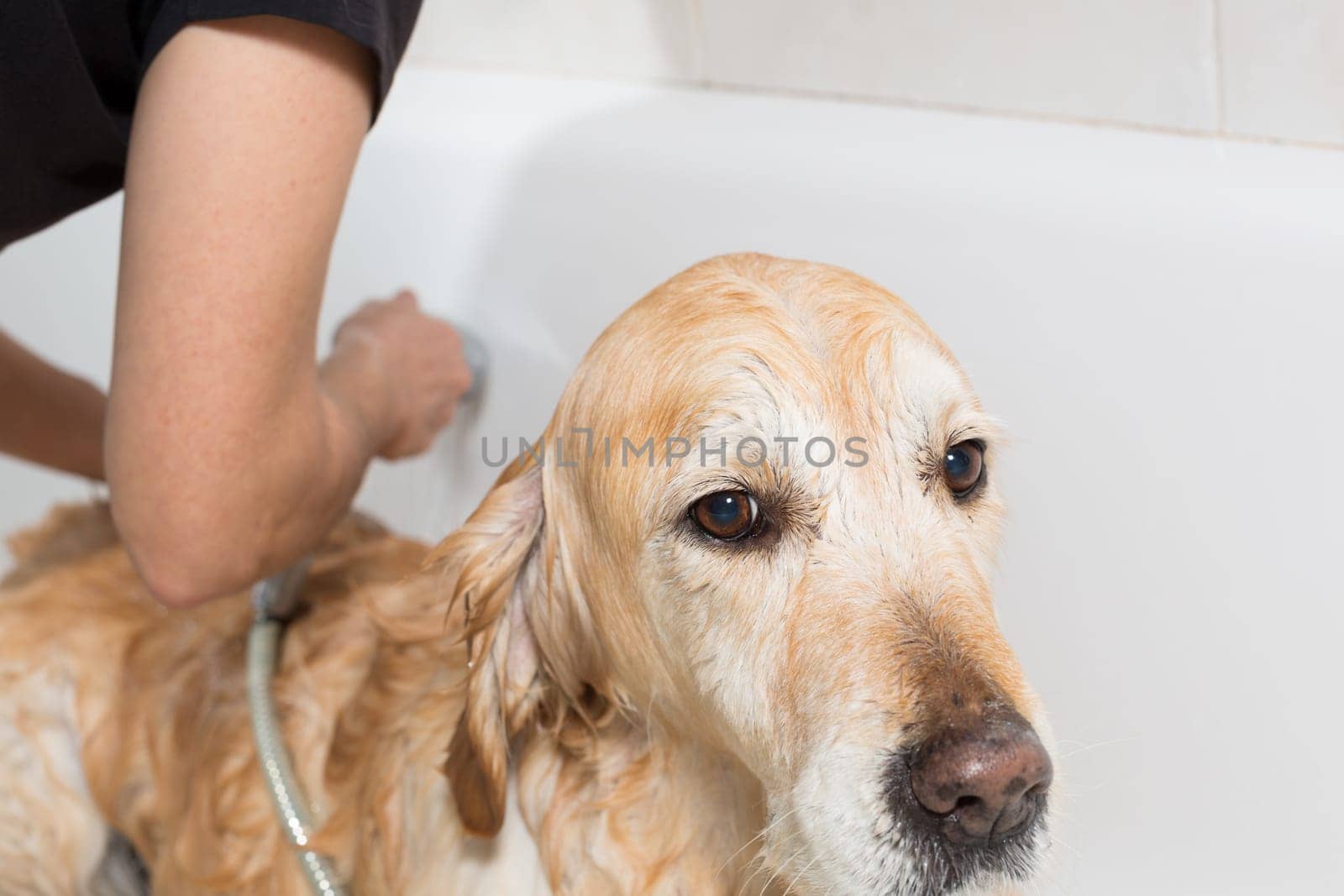 A dog taking a shower with soap and water